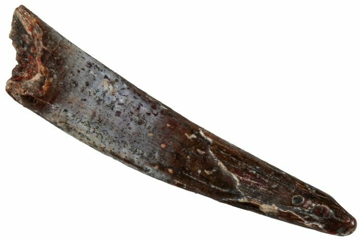 Fossil Pterosaur (Siroccopteryx) Tooth - Morocco #297832